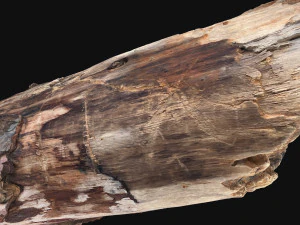 Real World Tree trunk 3d scan in highpoly 3D Model