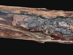 Real World Tree trunk 3d scan in highpoly 3D Model