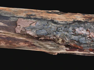 Real World Tree trunk 3d scan in highpoly 3D Model