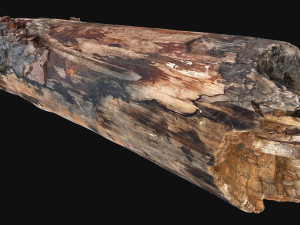 Real World Tree trunk 3d scan in highpoly 3D Model