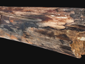 Real World Tree trunk 3d scan in highpoly 3D Model
