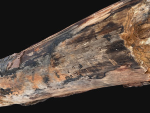 Real World Tree trunk 3d scan in highpoly 3D Model