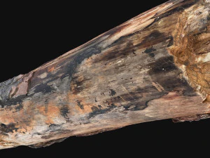 Real World Tree trunk 3d scan in highpoly 3D Model