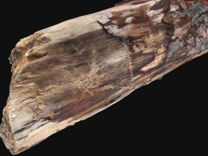 Real World Tree trunk 3d scan in highpoly 3D Model