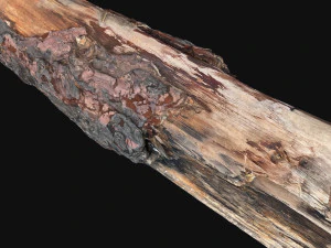 Real World Tree trunk 3d scan in highpoly 3D Model