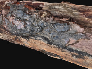 Real World Tree trunk 3d scan in highpoly 3D Model