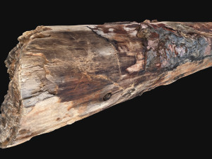 Real World Tree trunk 3d scan in highpoly 3D Model