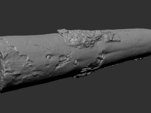 Real World Tree trunk 3d scan in highpoly 3D Model