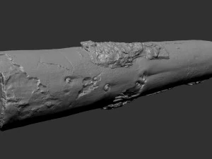 Real World Tree trunk 3d scan in highpoly 3D Model