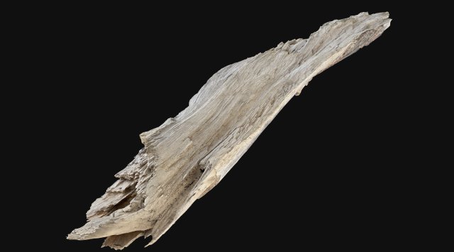 Peeling tree trunk in the real world 3d scan 3Dモデル .c4d .max .obj .3ds .fbx .stl .blend 