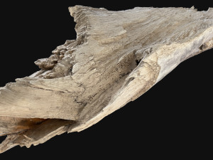 Peeling tree trunk in the real world 3d scan 3Dモデル