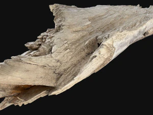 Peeling tree trunk in the real world 3d scan 3D Model