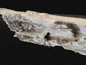 Peeling tree trunk in the real world 3d scan 3D Model