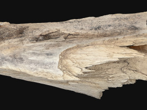 Peeling tree trunk in the real world 3d scan 3Dモデル