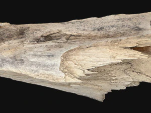 Peeling tree trunk in the real world 3d scan 3D Model
