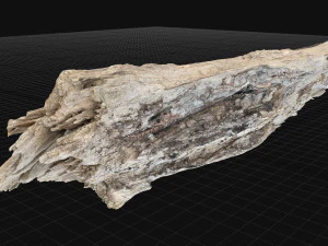 Peeling tree trunk in the real world 3d scan 3D Model