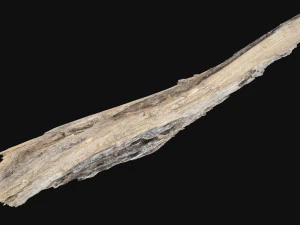 Peeling tree trunk in the real world 3d scan 3D Model