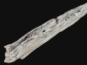 Peeling tree trunk in the real world 3d scan 3D Model