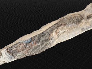 Peeling tree trunk in the real world 3d scan 3Dモデル