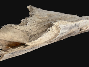 Peeling tree trunk in the real world 3d scan 3Dモデル