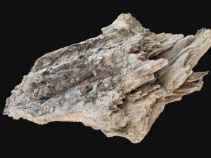 Peeling tree trunk in the real world 3d scan 3Dモデル