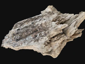Peeling tree trunk in the real world 3d scan 3D Model