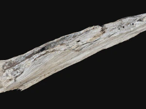 Peeling tree trunk in the real world 3d scan 3D Model