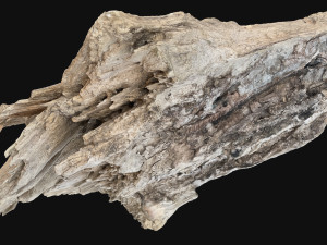 Peeling tree trunk in the real world 3d scan 3Dモデル