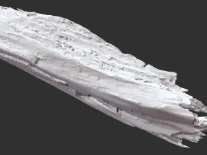 Peeling tree trunk in the real world 3d scan 3D Model