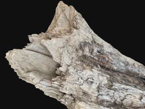 Peeling tree trunk in the real world 3d scan 3D Model