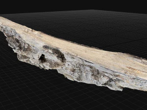 Peeling tree trunk in the real world 3d scan 3D Model