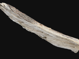 Peeling tree trunk in the real world 3d scan 3Dモデル