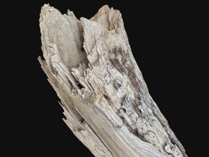 Peeling tree trunk in the real world 3d scan 3Dモデル