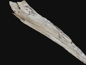 Peeling tree trunk in the real world 3d scan 3D Model