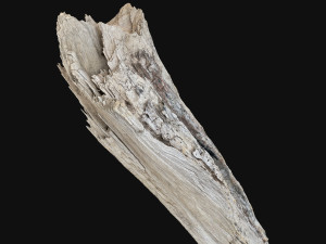 Peeling tree trunk in the real world 3d scan 3Dモデル