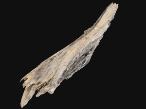 Peeling tree trunk in the real world 3d scan 3Dモデル