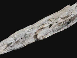 Peeling tree trunk in the real world 3d scan 3D Model