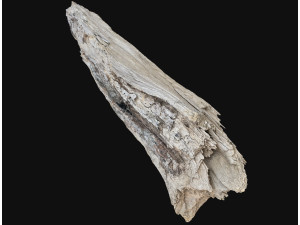 Peeling tree trunk in the real world 3d scan 3Dモデル