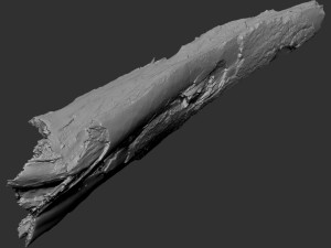 Peeling tree trunk in the real world 3d scan 3Dモデル