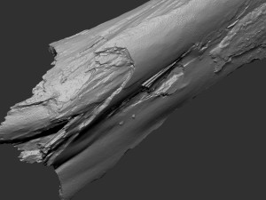 Peeling tree trunk in the real world 3d scan 3Dモデル