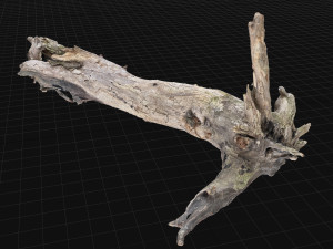 Dead old tree of the real world 3d scan 3D Модель