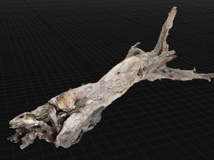 Dead old tree of the real world 3d scan 3D Модель