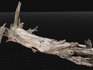 Dead old tree of the real world 3d scan 3D Модель