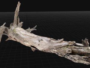 Dead old tree of the real world 3d scan 3D Model