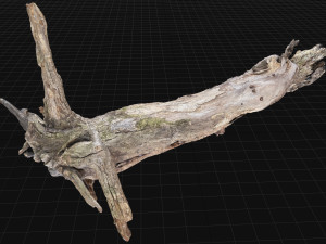 Dead old tree of the real world 3d scan 3D Модель