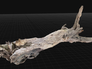 Dead old tree of the real world 3d scan 3D Модель