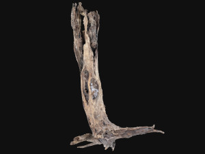 Dead old tree of the real world 3d scan 3D Модель