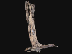 Dead old tree of the real world 3d scan 3D Model