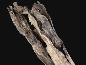 Dead old tree of the real world 3d scan 3D Модель