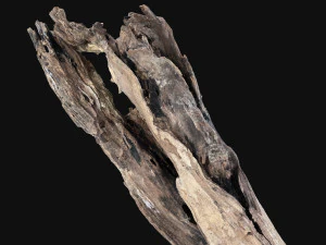 Dead old tree of the real world 3d scan 3D Model